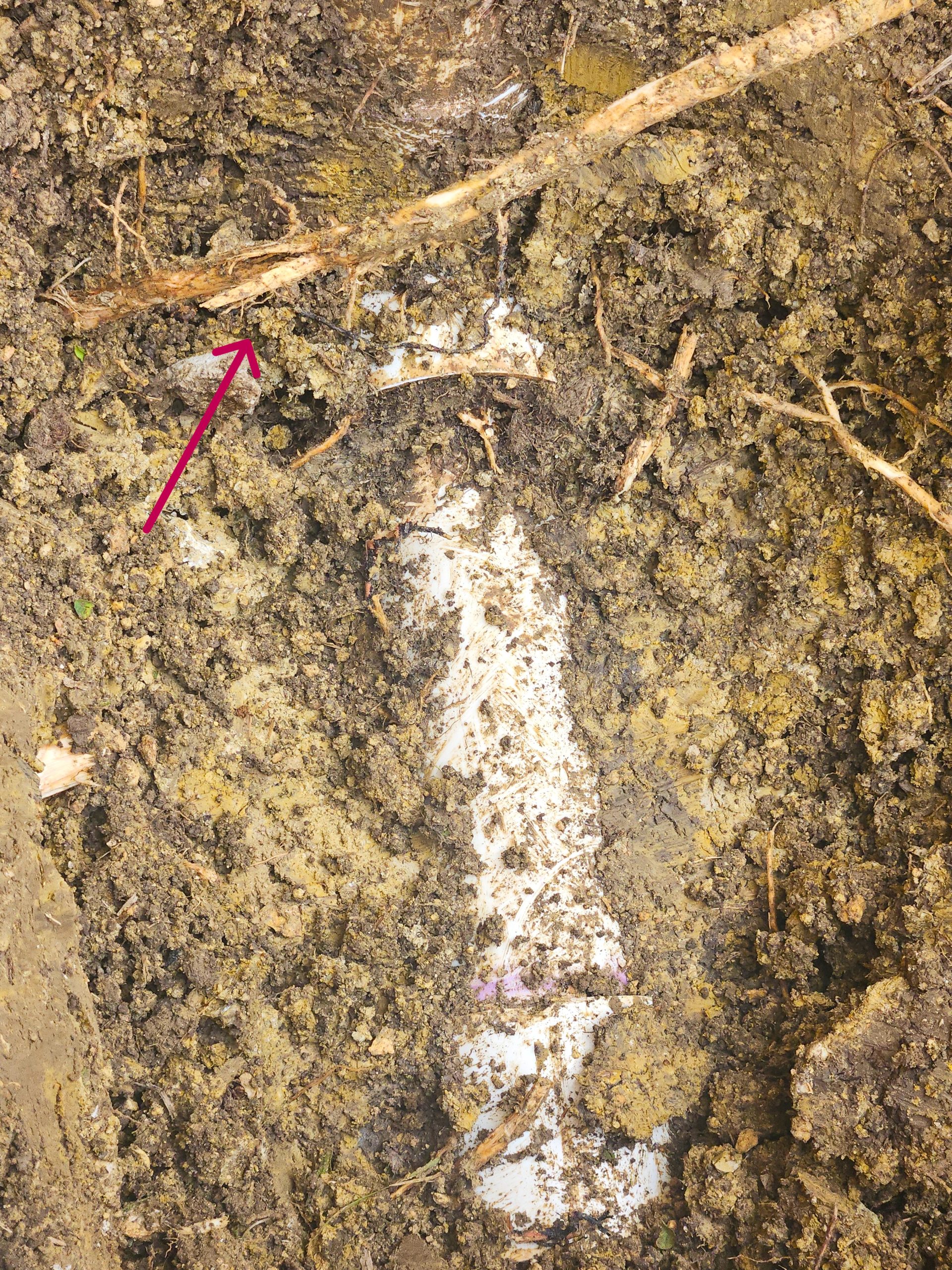 Gallery Roots In Sewer Line 1777559624 Jpeg